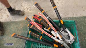Tray of tree loppers & pruners