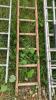 Wooden single ladder - 2