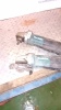 2 x MAKITA 110v angle grinders - 2