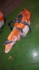 STIHL TS410 petrol stone saw - 2