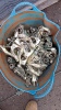 Bucket of scaffold clips