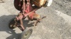 Vintage WOLSELEY rotavator c/w BRIGGS & STRATTON engine - 9