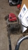 HONDA IZY petrol rotary mower - 2