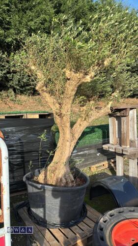 Gnarled olive tree c/w pot