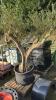 Gnarled olive tree c/w pot - 2