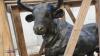 Cast iron bull statue (approx 4ft long) - 5