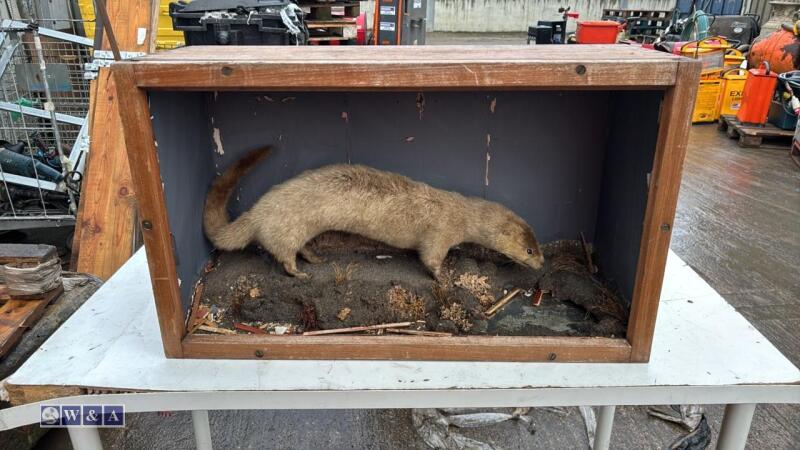 Taxidermy mink