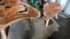 2 x Driftwood benches